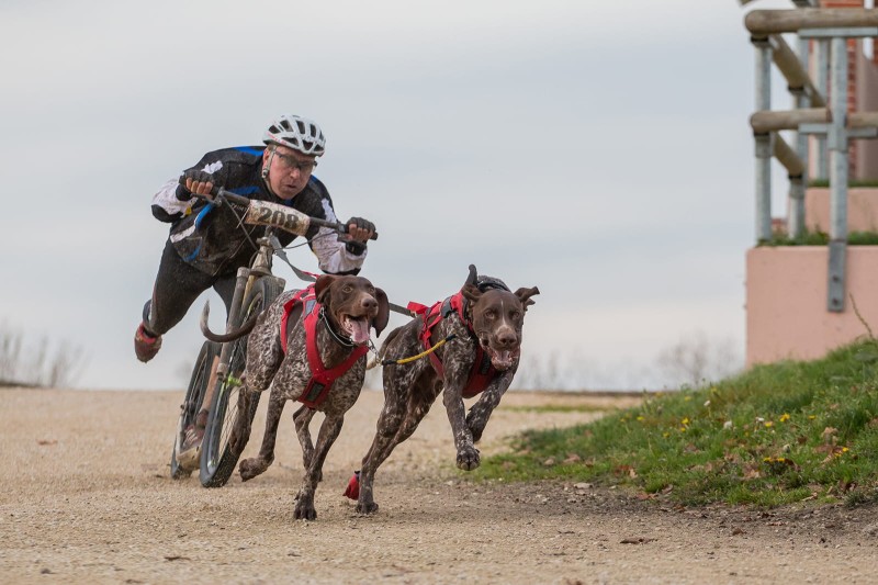 Wysiegnik-do-roweru-Bike-Antenna-Non-stop-dogwear.jpg