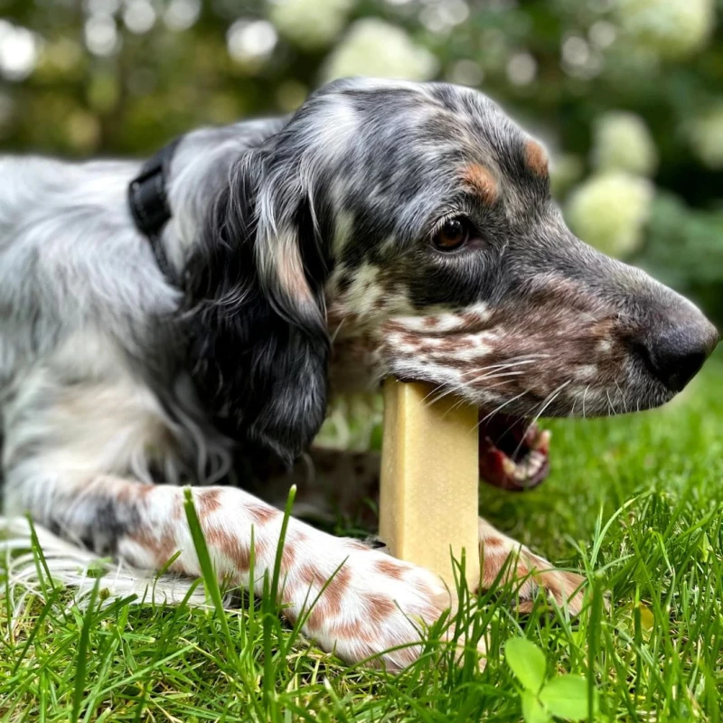 Ser himalajski twardy gryzak