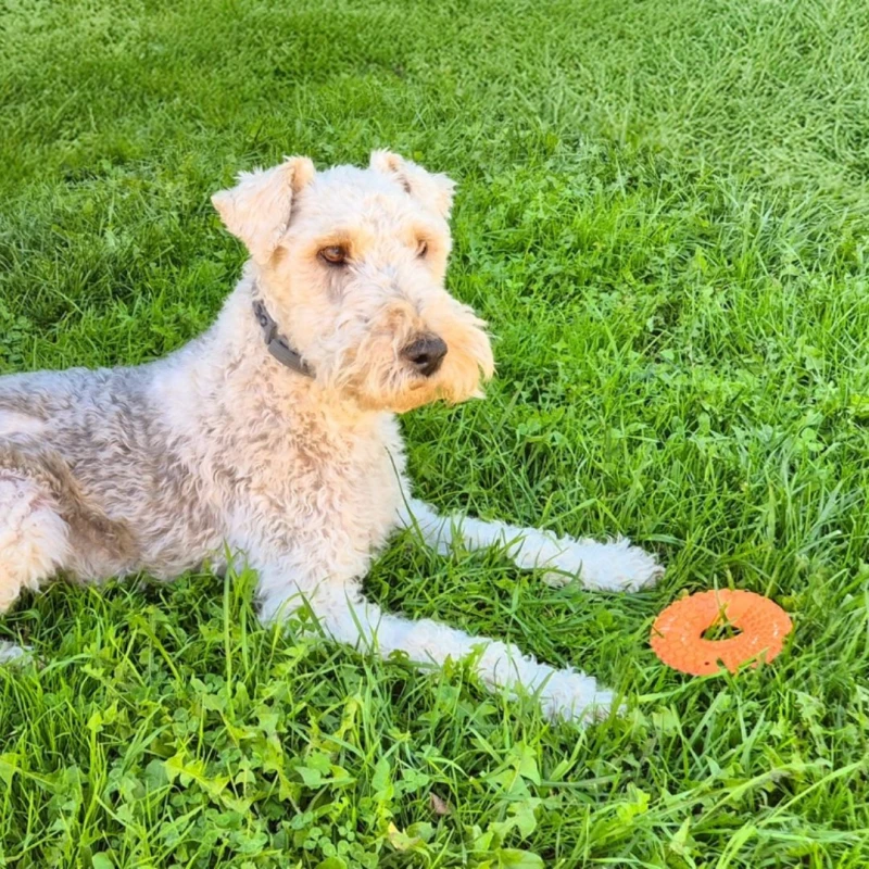Pływający donut dla psa zabawka do aportowania TAO 8,5cm