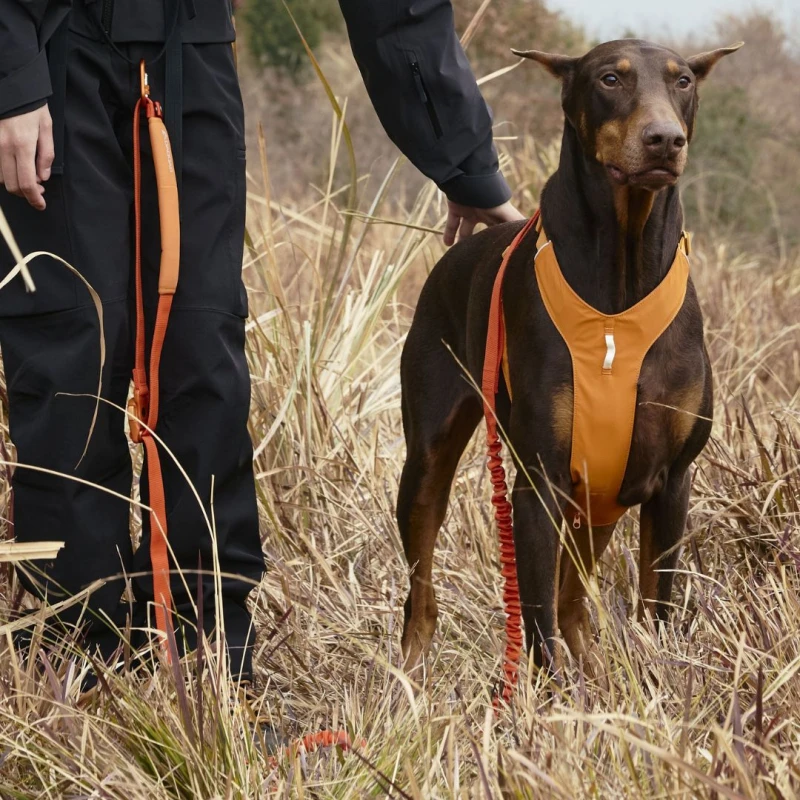 Smycz dla średniego psa z amortyzacją DAQQAB Outdoor Range