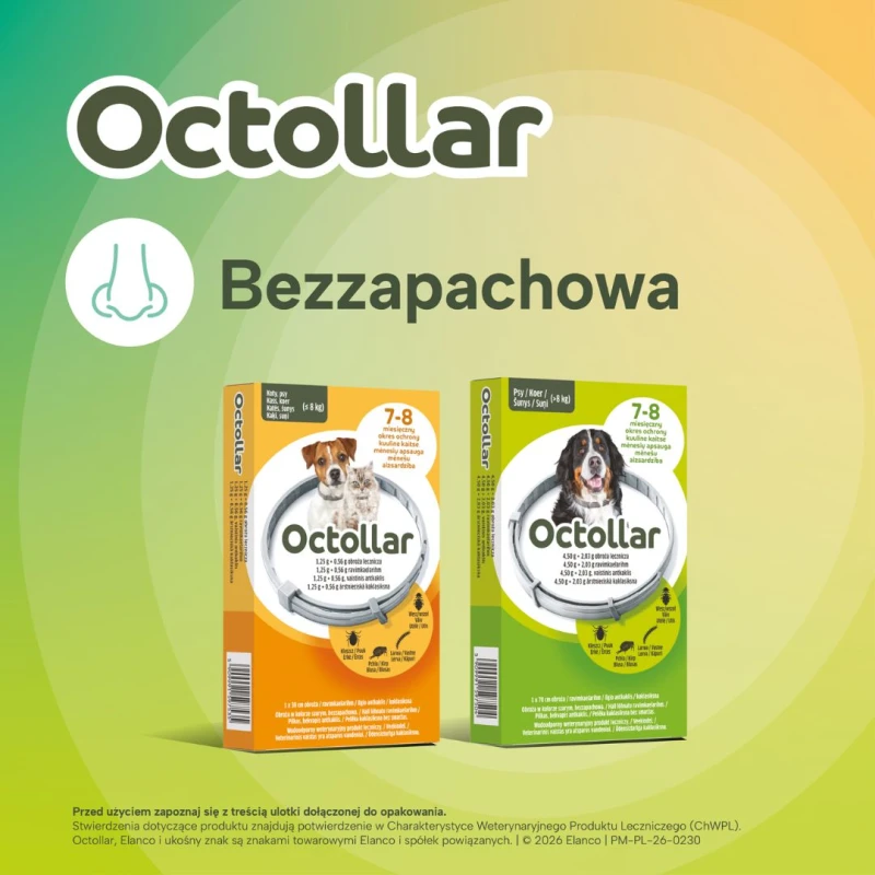 Octollar Obroża lecznicza przeciw pchłom i kleszczom dla psów powyżej 8 kg 70 cm