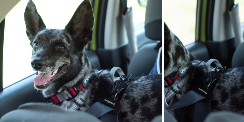 Pas samochodowy do wpięcia psa