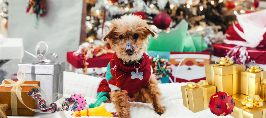 Prezent dla psa. Co kupić psu na Święta?