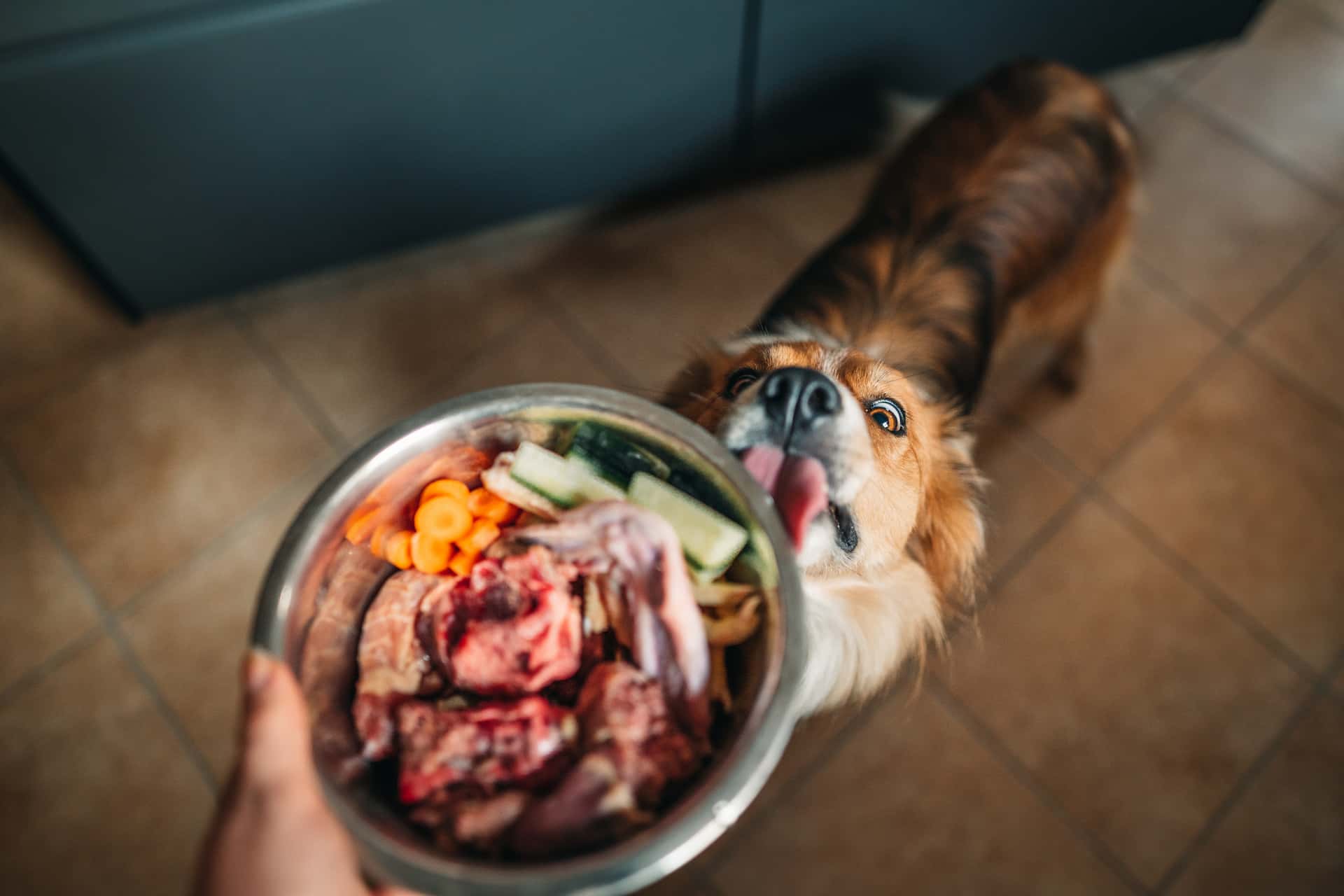 Dieta BARF dla psa - czym jest? Czy jest zdrowa?
