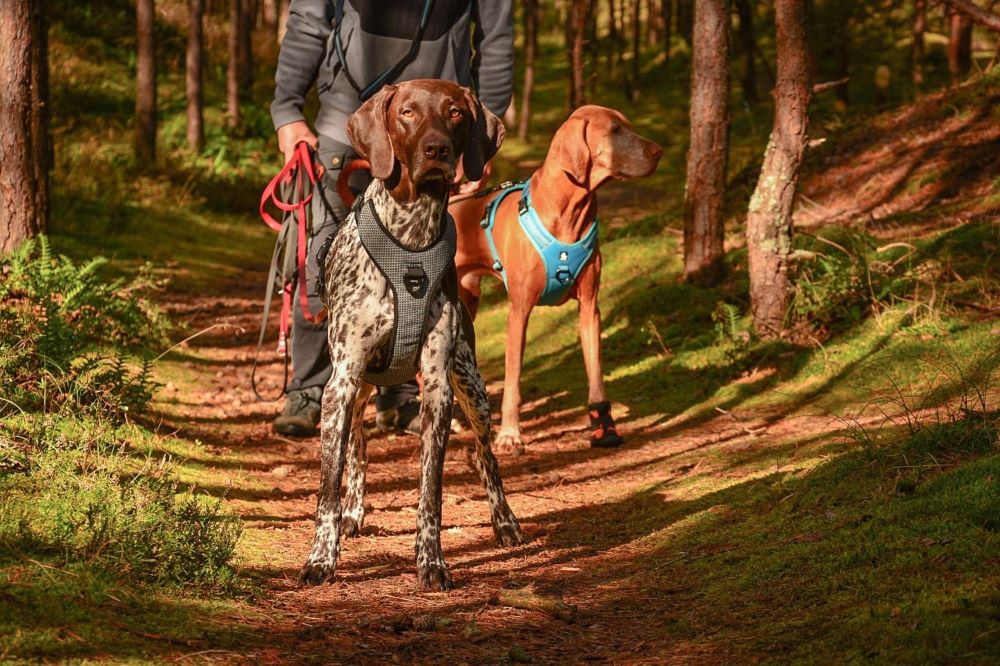 Czym się różni smycz treningowa od spacerowej?