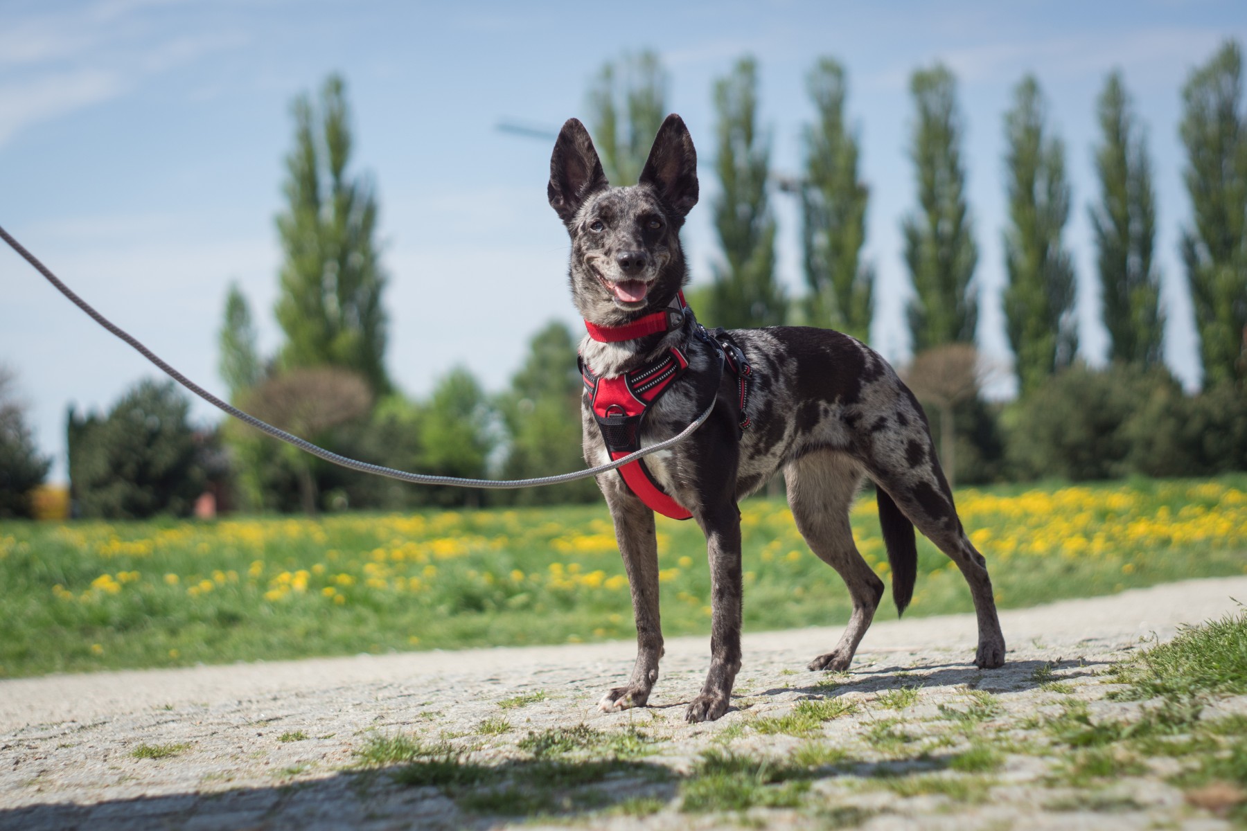 Twój pies ucieka na widok szelek? Sprawdź, jak to zmienić i zadbać o jego zdrowie!